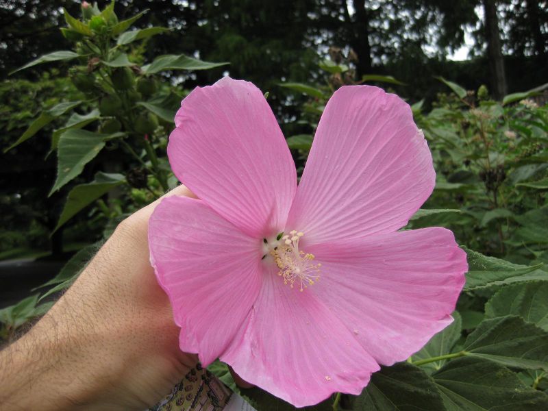 File:IMG 1341 bbg09.jpg