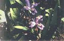 Dwarf Lake Iris