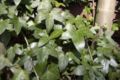 Hedera helix leaves