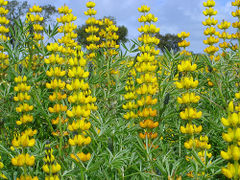Yellow lupin