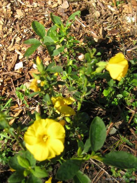 File:Reinwardtia indica-yellow flax-IMG 7694 sfbg0308.jpg