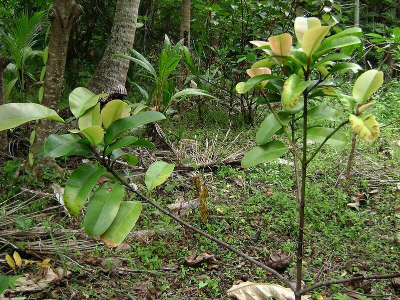 File:1023px-Garcinia pseudoguttifera.jpg