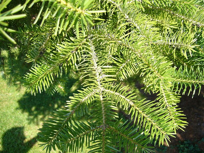 File:1024px-Abies cephalonica - twigs.jpg