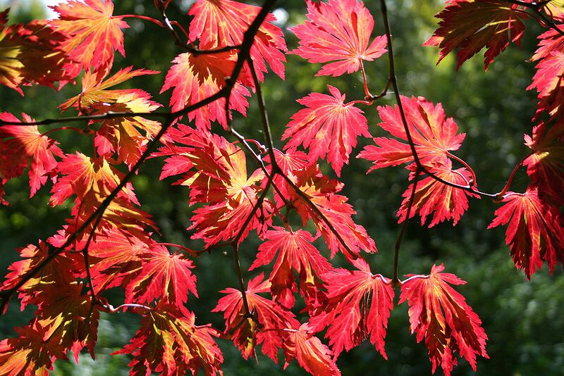 File:1024px-Acer japonicum 'Aconitifolium' JPG1b.jpg