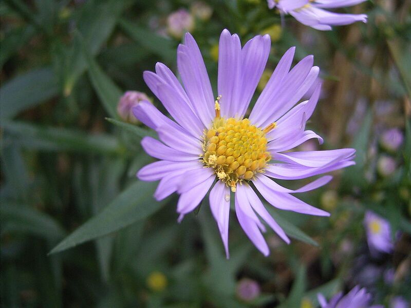File:1024px-AsterNovi-belgii-flower-1mb.jpg