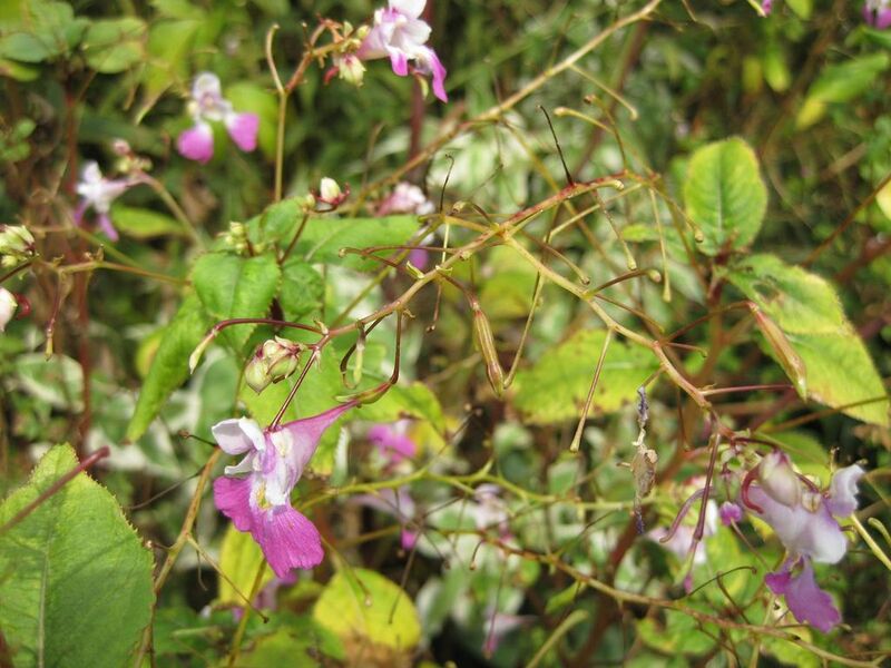 File:1024px-IMG 0846 bbg09.jpg