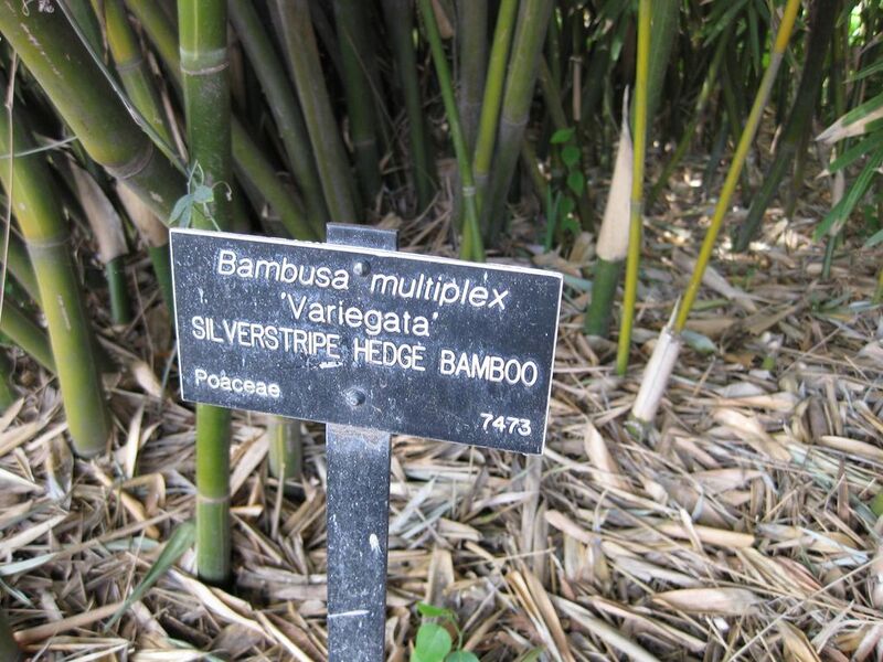 File:1024px-IMG 4212 hunt0904.jpg