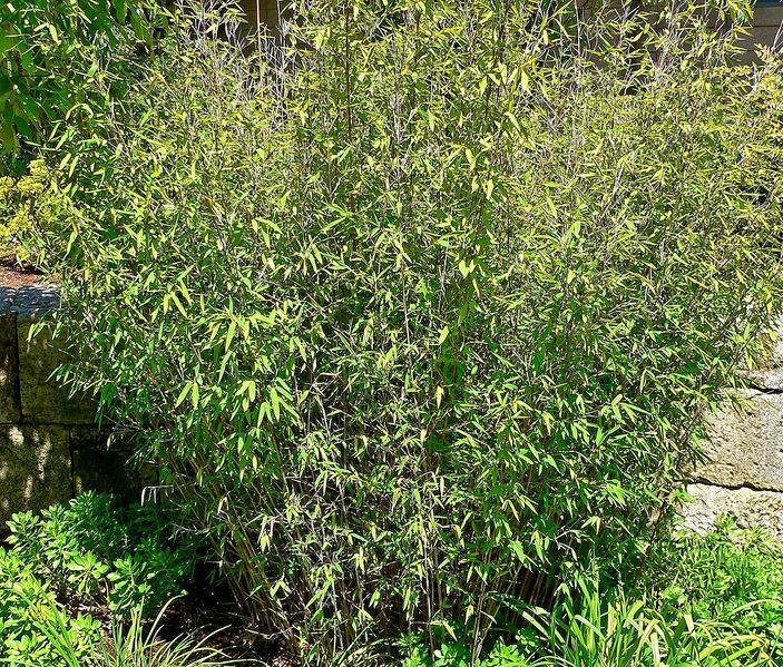 File:1201px-Fargesia nitida 1.jpg