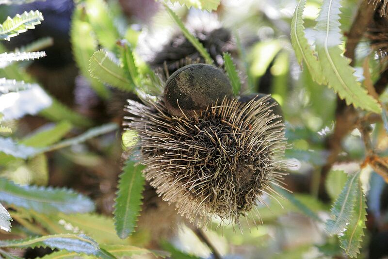 File:1280px-Banksia seed pod.jpg