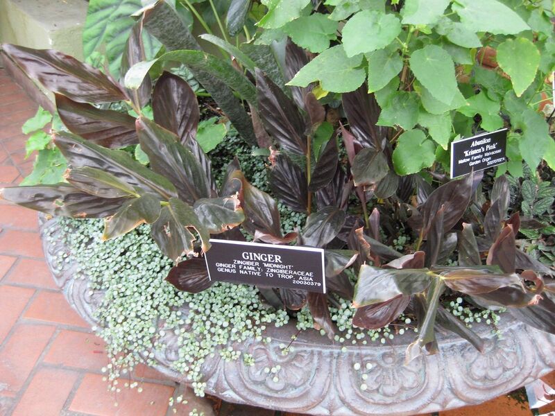 File:1280px-IMG 0964 bbg09.jpg