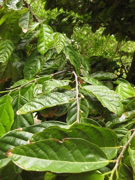 File:576px-IMG 7047 hunt09jun.jpg