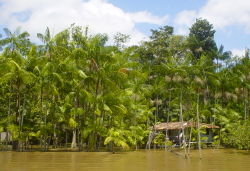 A grove of Açaí palms