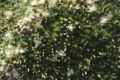 Baccharis tricuneata