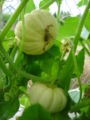 Squashes grow hanging from a network of stalks
