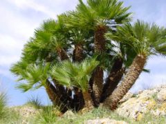established tree