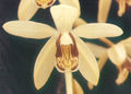 Thumbnail for version as of 10:54, 2 May 2007