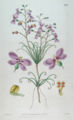 Thumbnail for version as of 16:05, 1 March 2009