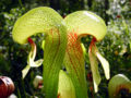 Thumbnail for version as of 15:47, 1 March 2009