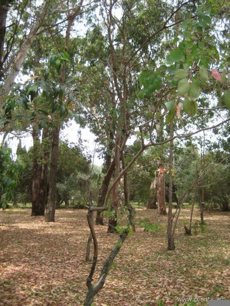File:Eucalyptus blakelyi-IMG 3236 lokrun.jpg