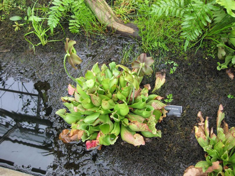 File:IMG 1010 bbg09.jpg