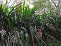 Thumbnail for version as of 17:20, 26 November 2009