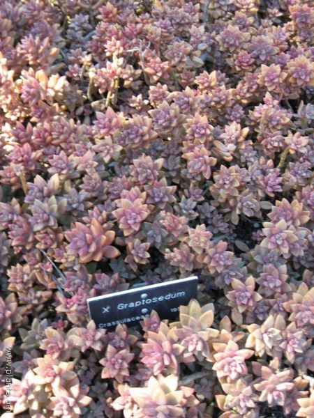 File:X graptosedum-IMG 0522 hunt07.jpg