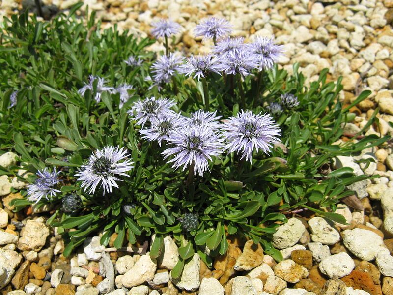 File:1024px-Globularia repens04.jpg