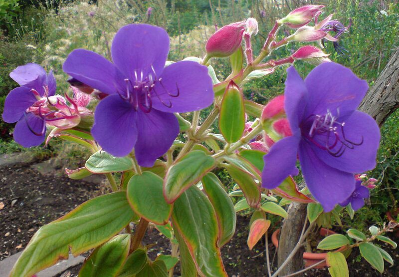 File:1024px-Tibouchina urvilleana (Glänzende Tibouchine, Prinzessinenblüte).JPG