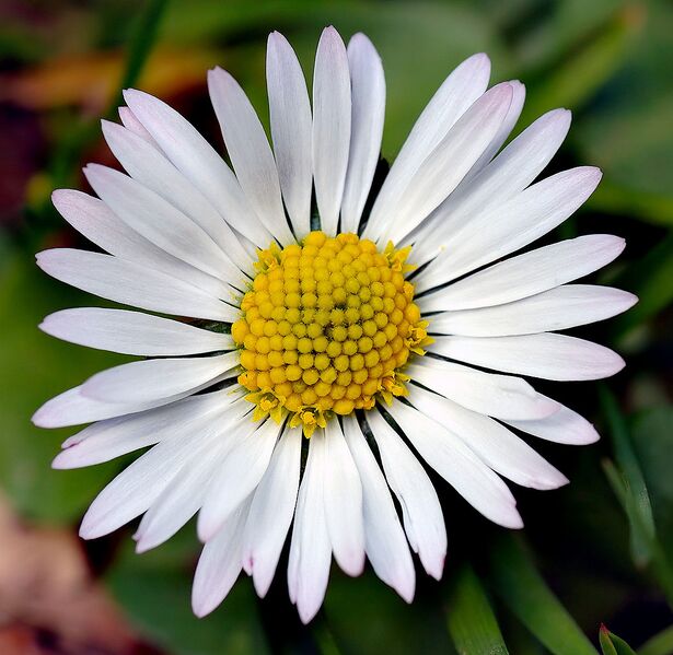 File:1051px-Bellis perennis white (aka).jpg