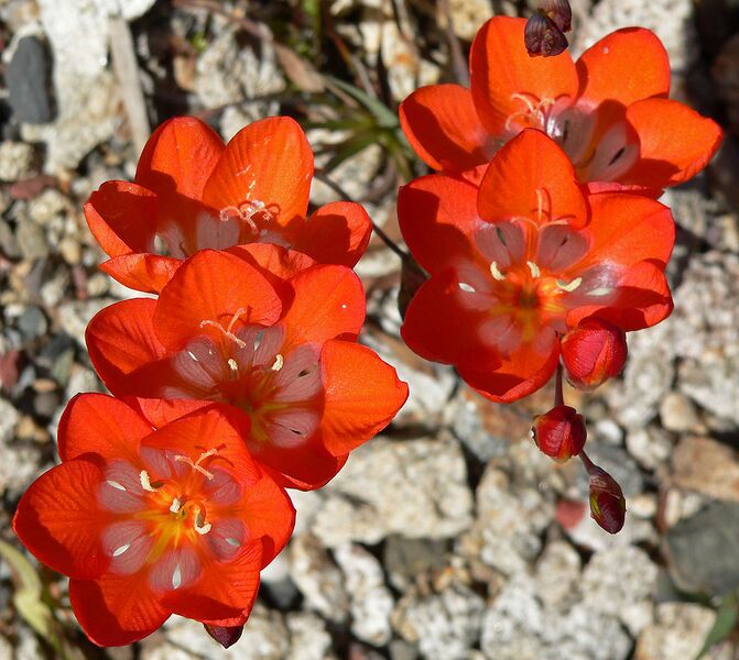 File:1146px-Tritonia crocata 2.jpg