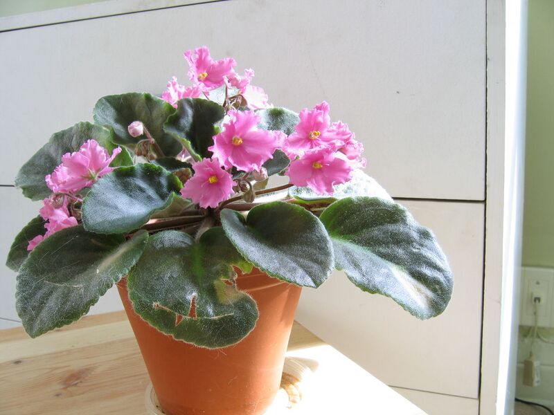 File:1280px-African violet-8046.jpg
