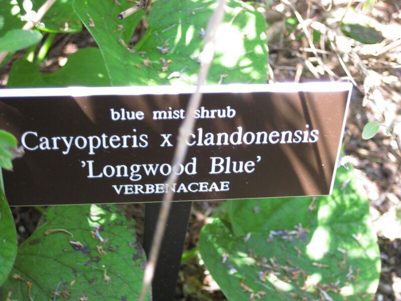 File:1280px-IMG 0241 nybg09.jpg