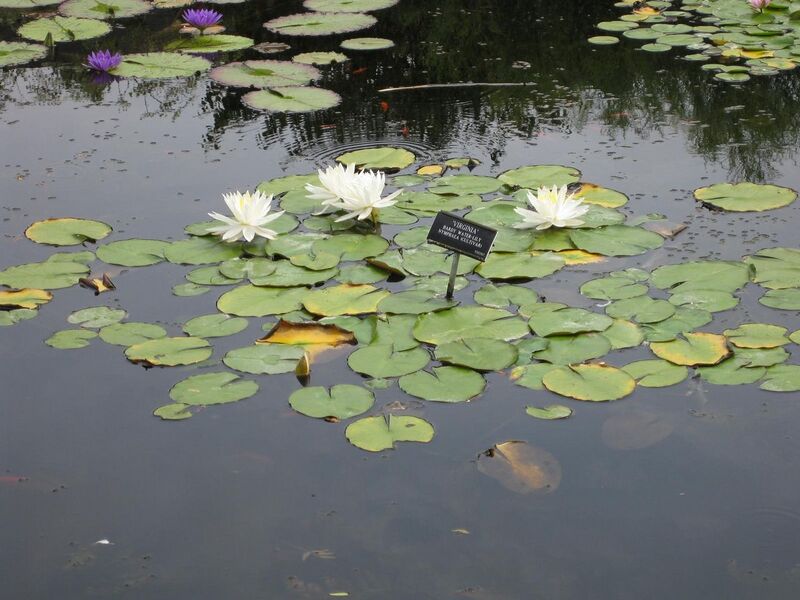 File:1280px-IMG 0875 bbg09.jpg