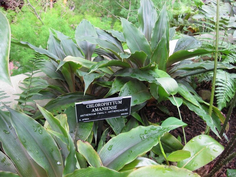 File:1280px-IMG 0921 bbg09.jpg