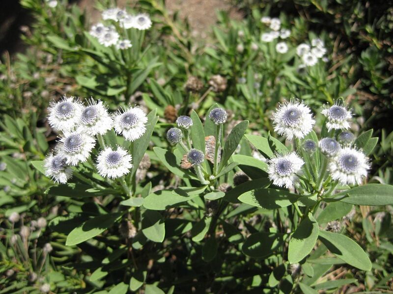 File:1280px-IMG 1897 hunt09oct.jpg