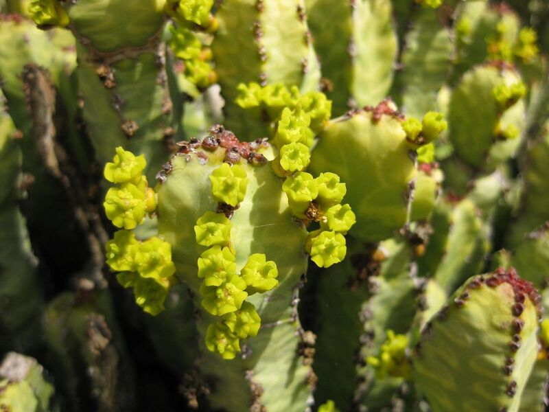 File:1280px-IMG 4299 hunt0904.jpg