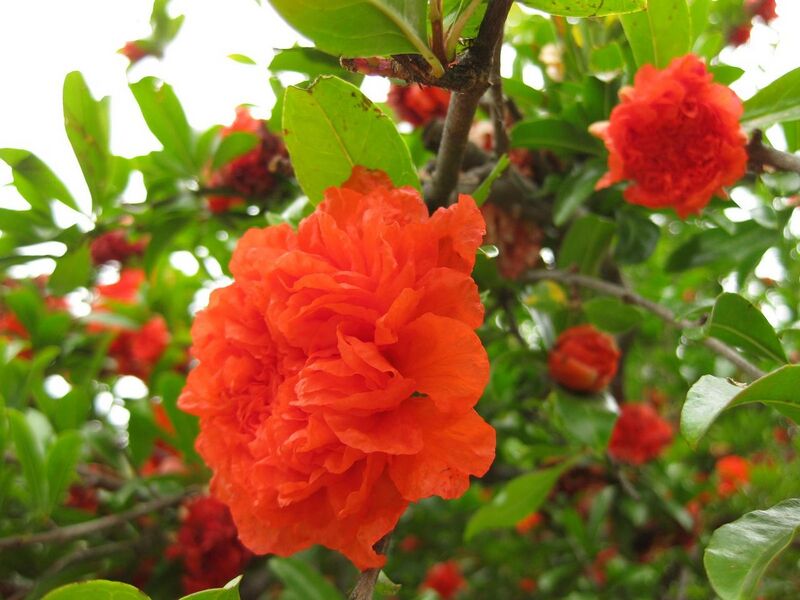 File:1280px-IMG 6836 hunt09jun.jpg