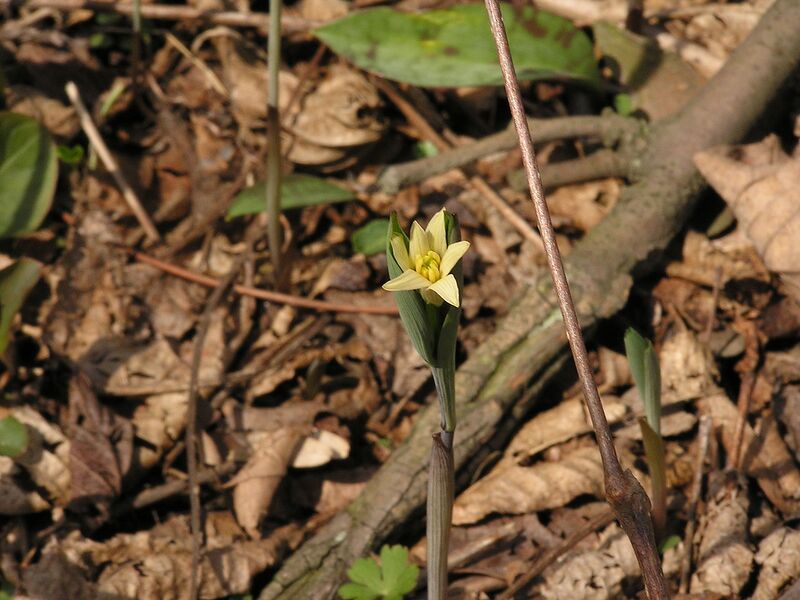 File:1280px-Uvularia sessilifolia 001.JPG