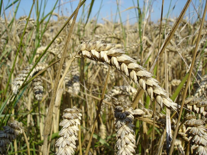 File:1280px-Wheat close-up.JPG