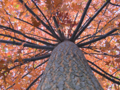 Thumbnail for version as of 16:38, 29 April 2025