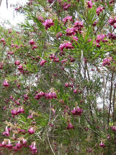 File:576px-IMG 7449 hunt09jun.jpg