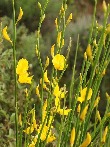 File:768px-Spartium junceum (inflorescense).jpg