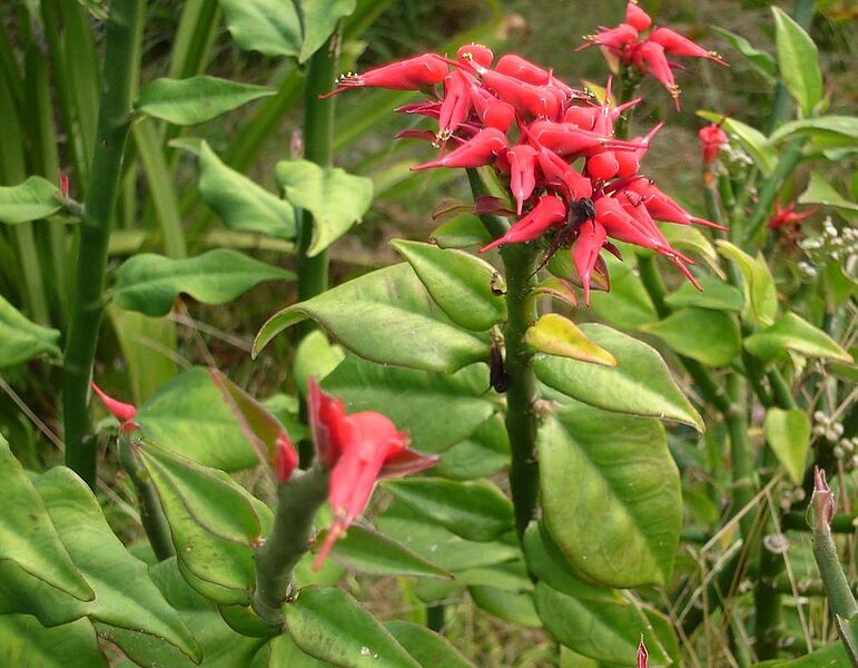 File:987px-Euphorbia tithymaloides.jpg