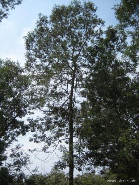 File:Acacia decurrens-var. moilis-IMG 2929 lokrun.jpg