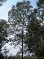 Acacia decurrens var. moilis