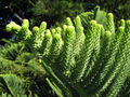 Thumbnail for version as of 04:12, 25 May 2007