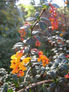 Foliage and flowers