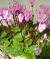 Thumbnail for version as of 16:17, 22 February 2009