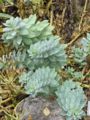 Myrtle Spurge Euphorbia myrsinites