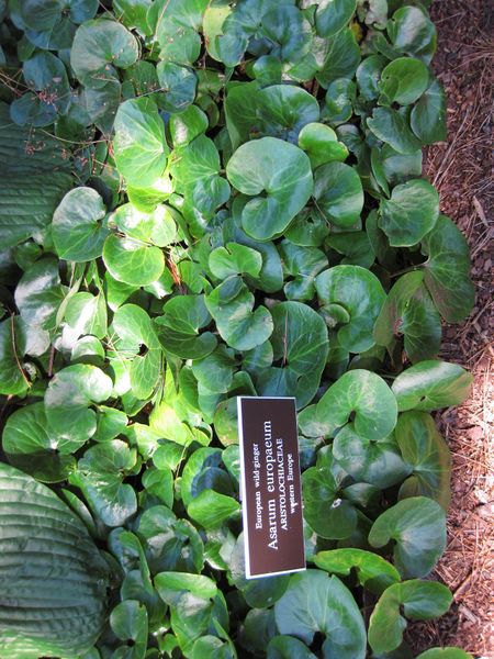 File:IMG 0204 nybg09.jpg